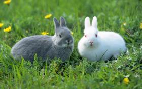 Tierwelt Ausgabe 1 Wie hält man Kaninchen artgerecht?
