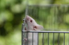 Ratten Die Welt der Ratten Tipps und Tricks