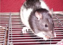 Ratten Die Welt der Ratten Die Ratte als Haustier