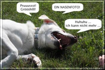 Der Angsthund 4/2012 Fotostory - Das Fotoschooting