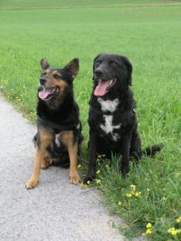 Der Angsthund 4/2012 Renate Neumeier - Auch im Alter klappt es mit zwei Hunden