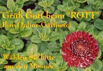 abc markets News 3/2018 Blumen Rott OEG